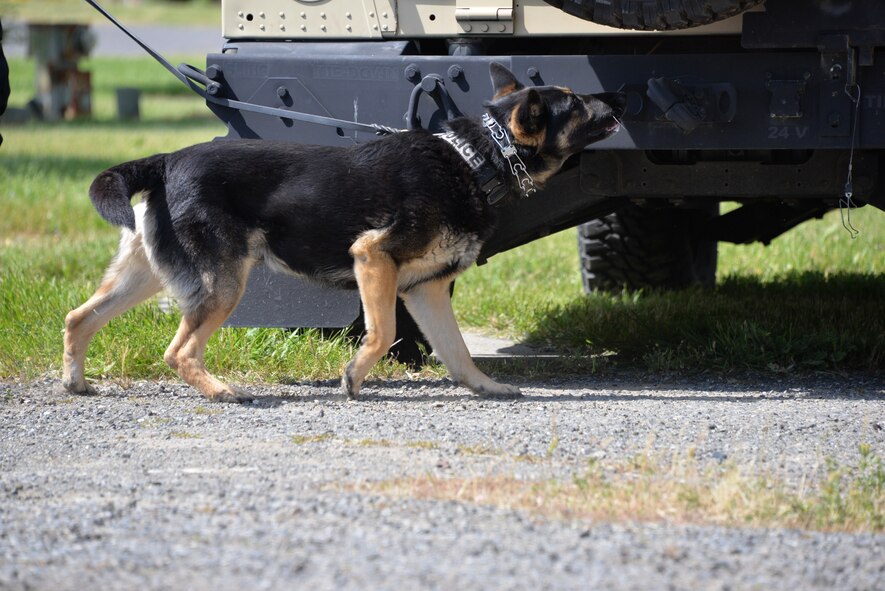 Conan, a San Leandro K-9, is in search of explosive material April 8 during the 3rd annual Defenders K-9 Trials hosted by Travis Air Force Base, California. The two-day competition brought law enforcement from across the state to show off their hard work and dedication. (U.S. Air Force photo by Senior Airman Amber Carter) 