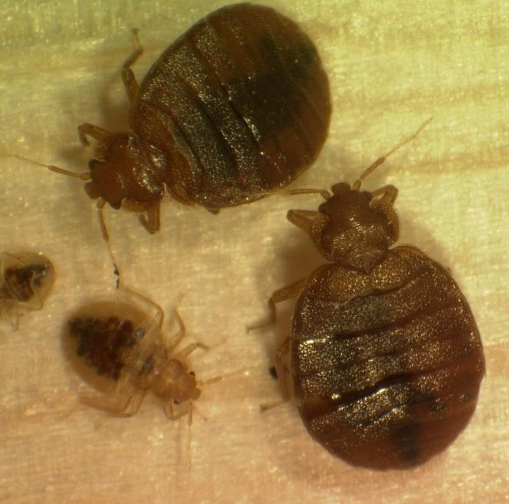 Bedbugs in adult stage and second instar stage. (Courtesy photo/U.S EPA)