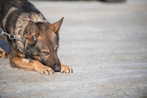 Cage, a 354th Security Forces Squadron military working dog (MWD), sniffs along an ice-packed parking lot while conducting a security sweep March 7, 2016, at Eielson Air Force Base, Alaska. With below zero temperatures possible for more than half the year, MWD handlers break-up training and sweeps between indoor and outdoor locations to protect the K-9’s paws from frostbite. (U.S. Air Force photo by Staff Sgt. Shawn Nickel/Released)