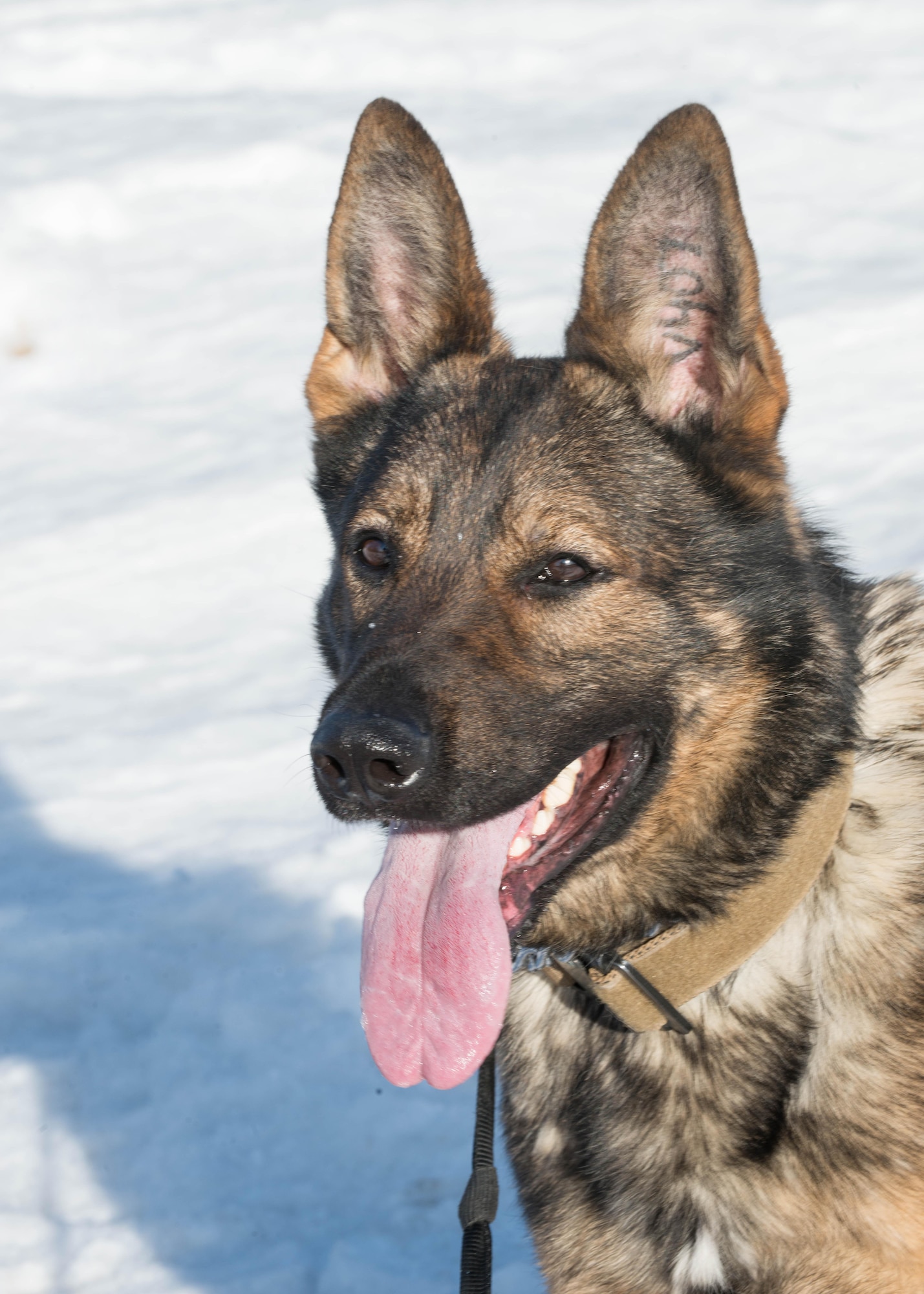Cage, a 354th Security Forces Squadron military working dog (MWD), takes a break after working on basic commands in preparation for a building sweep March 7, 2016, at Eielson Air Force Base, Alaska. With below zero temperatures possible for more than half the year, MWD handlers break up training and sweeps between indoor and outdoor locations to protect the K-9’s unprotected paws. (U.S. Air Force photo by Staff Sgt. Shawn Nickel/Released)