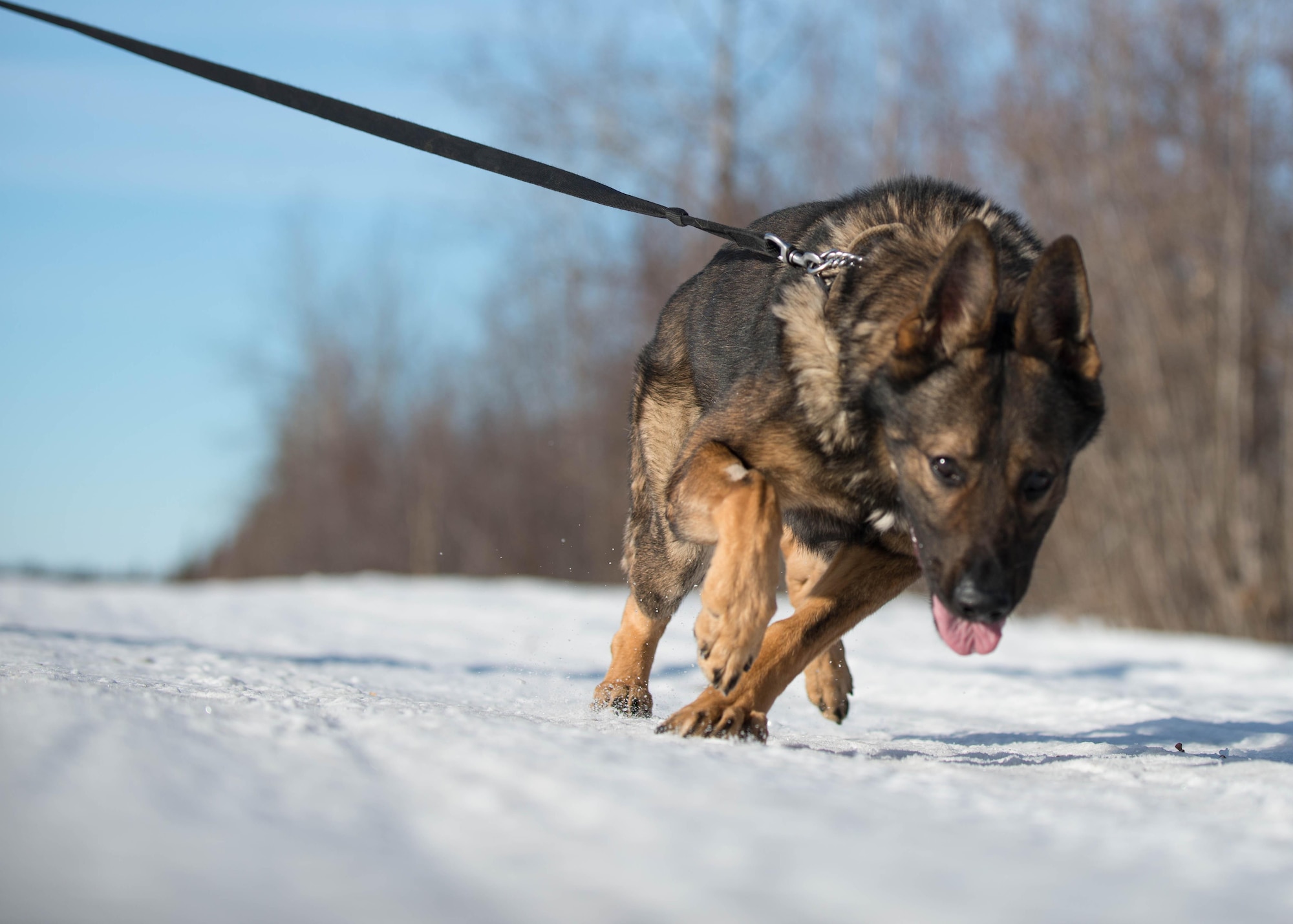 Cage, a military working dog with the 354th Security Forces Squadron, rushes down a trail March 7, 2016, at Eielson Air Force Base, Alaska, while working with his handler Staff Sgt. Barret Chappelle. K-9 teams patrol the massive base four hours a day protecting assets at the top of the world in the U.S. Air Force’s Pacific theater of operations. (U.S. Air Force photo by Staff Sgt. Shawn Nickel/Released)