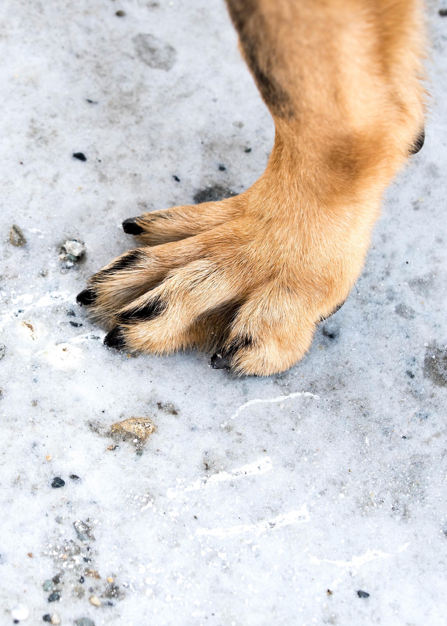 Cage, a 354th Security Forces Squadron military working dog, digs his claws into the ice pack in a parking lot March 7, 2016, while conducting a parking lot sweep at Eielson Air Force Base, Alaska. Cage is paired with Staff Sgt. Barret Chappelle to protect the base and train to deploy to any environment around the world in support of Department of Defense missions and interests. (U.S. Air Force photo by Staff Sgt. Shawn Nickel/Released)