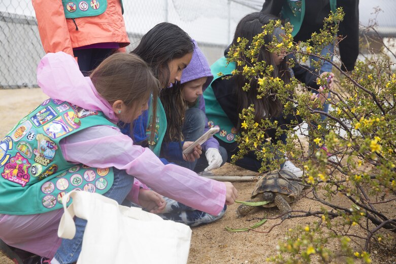 Girls Scouts of Troop 1744 feed ambassador tortoise Louise during their visit to the Tortoise Research and Captive Rearing Sight April 10, 2016. The troop visited the installation to earn their Wildlife Habitat Badges which are earned through education on native wild animals and how they live. (Official Marine Corps photo by Cpl. Thomas Mudd/Released)