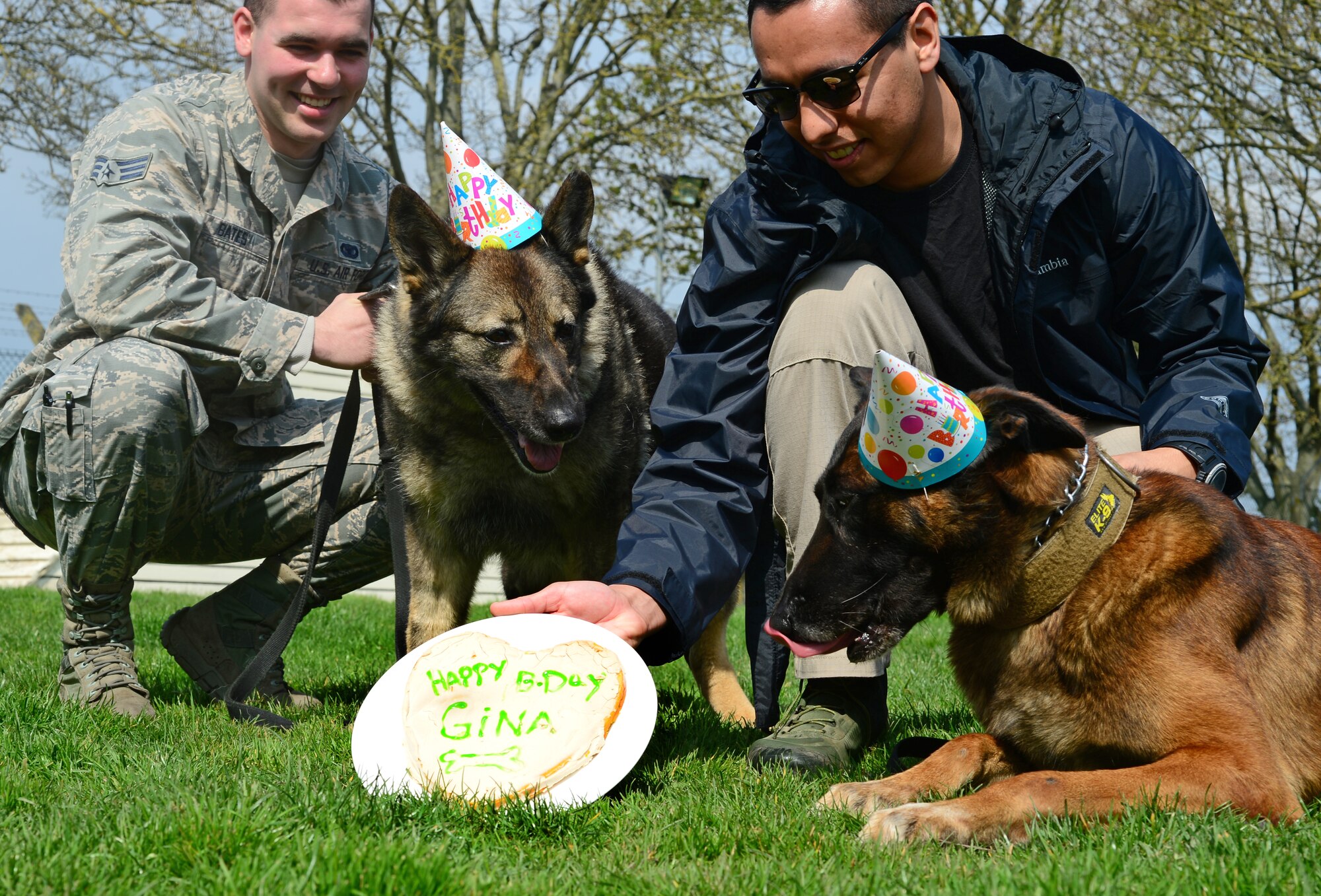 Military working dog handlers from the 48th Security Forces Squadron, throw a birthday party for Gina, an 8-year old MWD, at Royal Air Force Feltwell, England, April 14, 2016. In February, a cancerous tumor was discovered and later removed from her mouth. She has made a full recovery and was cleared to return to duty with her handler, Senior Airman Bryce Bates, at RAF Lakenheath. (U.S. Air Force photo/Senior Airman Dawn Weber)