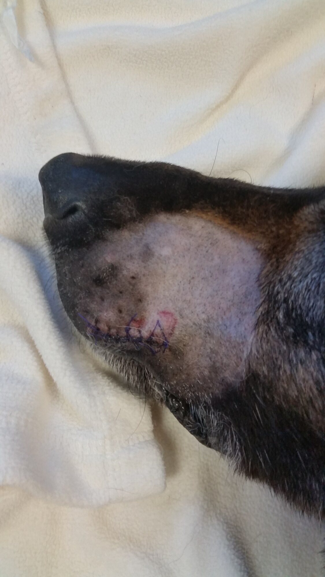 Gina, a 48th Security Forces Squadron military working dog, recovers after surgery at Royal Air Force Feltwell, England, March 2016. In February, a cancerous tumor was discovered and later removed from her mouth. She has made a full recovery and returned to work with her handler, Senior Airman Bryce Bates, at RAF Lakenheath. (Courtesy photo) 