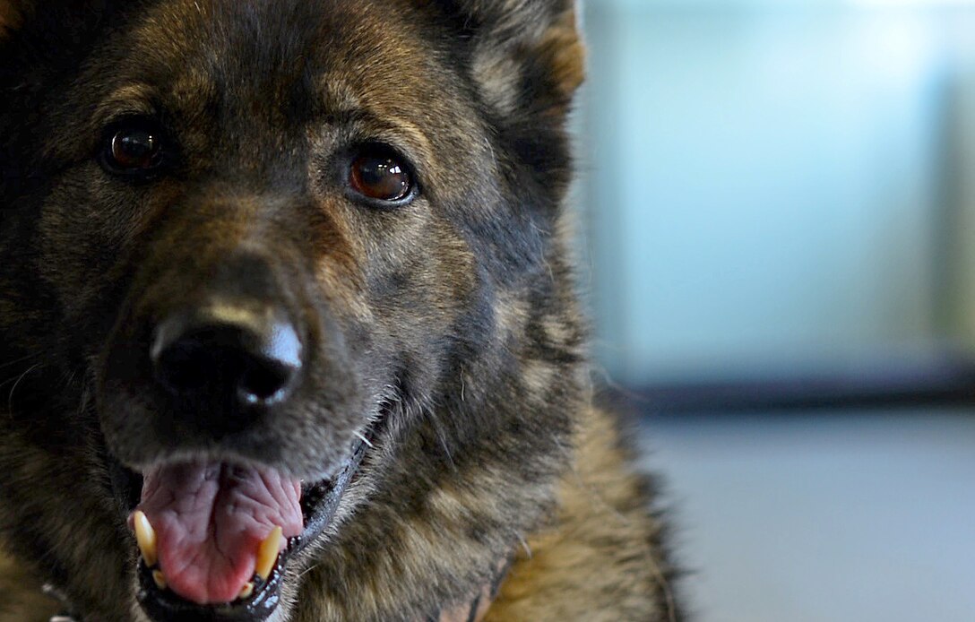 Gina, a 48th Security Forces Squadron military working dog, sits for a photo at Royal Air Force Lakenheath, England, April 11, 2016. Gina was recently cleared to return to duty after undergoing a surgery to have a cancerous tumor removed from her mouth. (U.S. Air Force photo/Senior Airman Erin Trower)