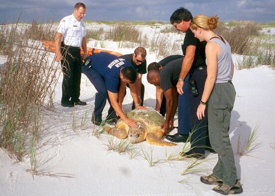 Turtle Rescue: Team Eglin’s Fire Rescue members assist EQ Team members in rescuing a disoriented loggerhead sea turtle that got lost on Eglin’s beaches. Eglin volunteers contribute over 2,000 hours to surveying for nesting activity, monitoring nests and nest sitting to ensure that hatchlings make it to the water safely.