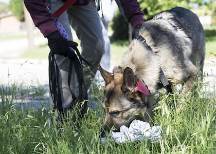 Watson, trailing dog for Alpha Search and Rescue, sniffs a piece of clothing during a mock search and rescue training exercise at Joint Base San Antonio-Lackland Medina Annex April 2, 2016. The exercise provided an opportunity for 66th Training Squadron students to evade trailing dogs in a real-world situation.