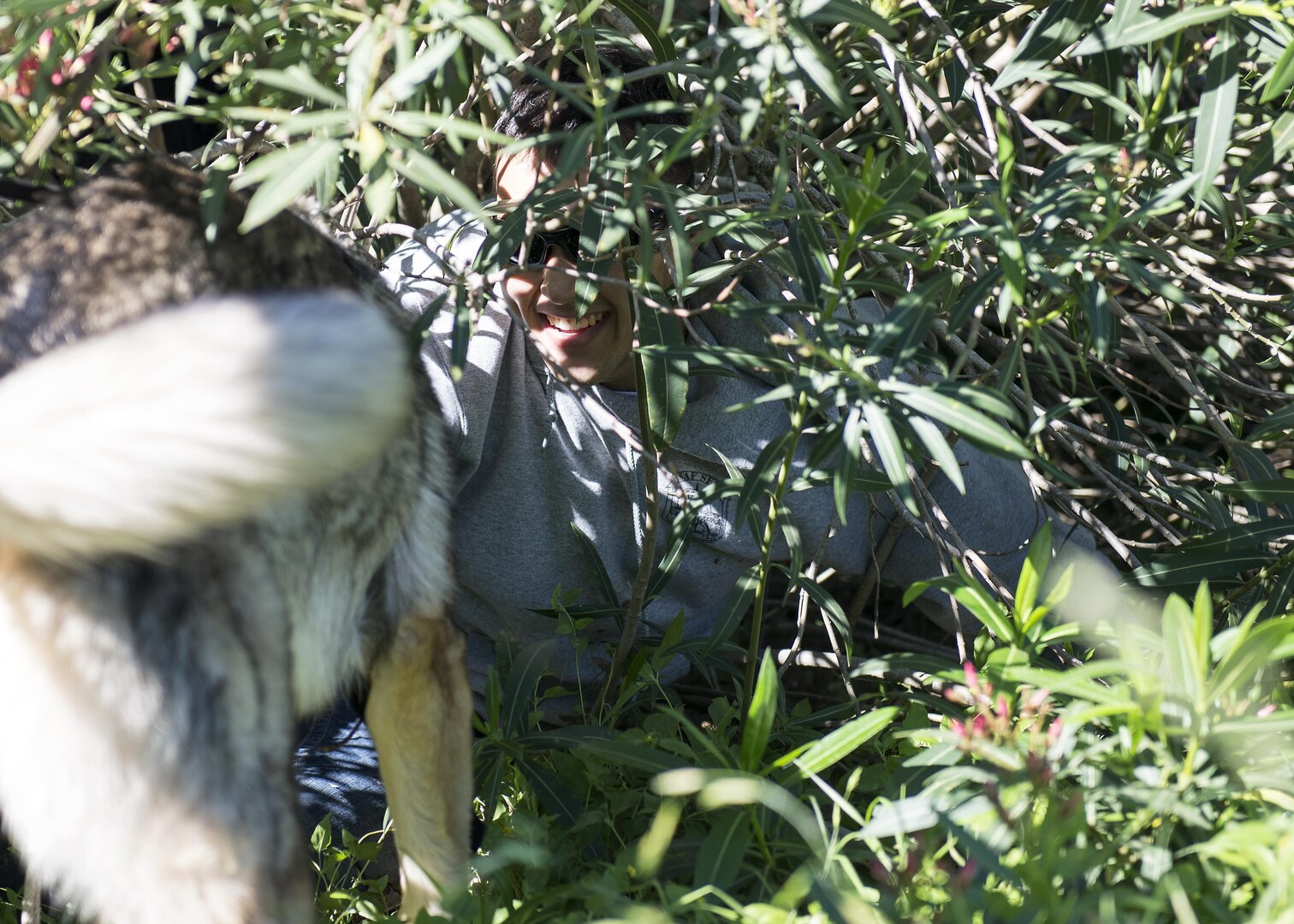 Watson, trailing dog for Alpha Search and Rescue, discovers the hiding place of a 66th Training Squadron student during a training exercise at Joint Base San Antonio-Lackland Medina Annex April 2, 2016. 66th TRS students are taught techniques to confuse trailing dogs and lead their handler astray. 