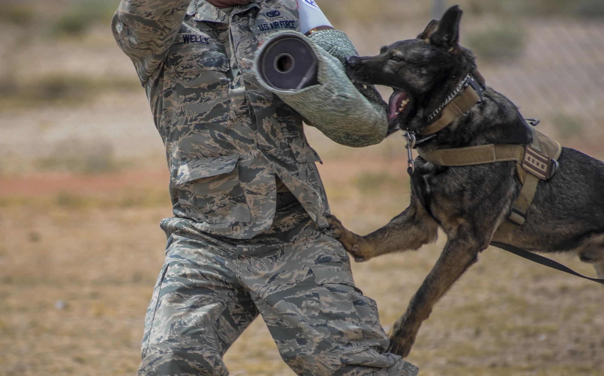 ‘PJ’, a military working dog assigned to the 99th Security Forces Squadron, bites down on a padded arm sleeve during a demonstration at Nellis Air Force Base, Nev. April 7, 2016. The MWDs go through training just as intense as what the handler goes through during their own 55 day training course. (U.S. Air Force photo by Airman 1st Class Kevin Tanenbaum)