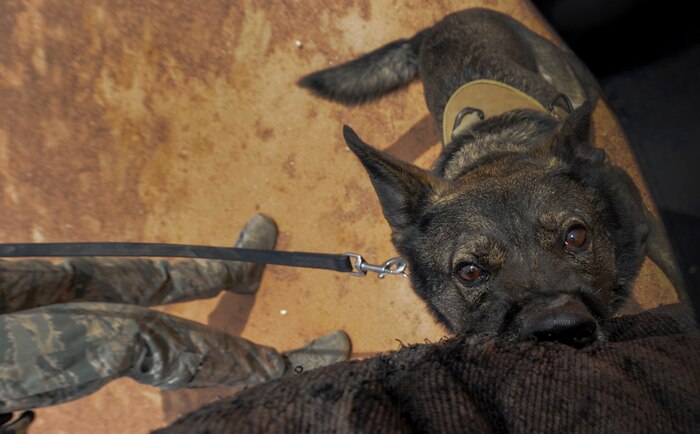 ‘PJ’, a military working dog assigned to the 99th Security Forces Squadron, bites down on the arm of a padded suit during a demonstration at Nellis Air Force Base, Nev. April 7, 2016. The constant training coupled with the unique bond between handler and dog is what allows the 99th SFS military working dog unit to be mission ready and consistently perform at the highest level. (U.S. Air Force photo by Airman 1st Class Kevin Tanenbaum)