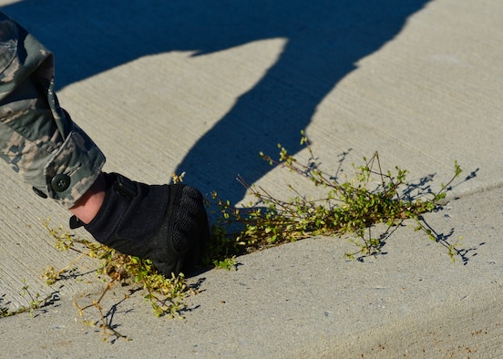 Airman 1st Class Anthony Orlando-Pyryemybida, 436th Aerial Port Squadron cargo processor, pulls weeds from a sidewalk during a spring cleanup event April 18, 2016, at Dover Air Force Base, Del. The spring cleanup event was organized by the 436th Civil Engineer Squadron. (U.S. Air Force photo/Senior Airman William Johnson)