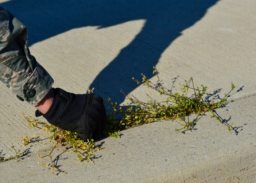 Airman 1st Class Anthony Orlando-Pyryemybida, 436th Aerial Port Squadron cargo processor, pulls weeds from a sidewalk during a spring cleanup event April 18, 2016, at Dover Air Force Base, Del. The spring cleanup event was organized by the 436th Civil Engineer Squadron. (U.S. Air Force photo/Senior Airman William Johnson)