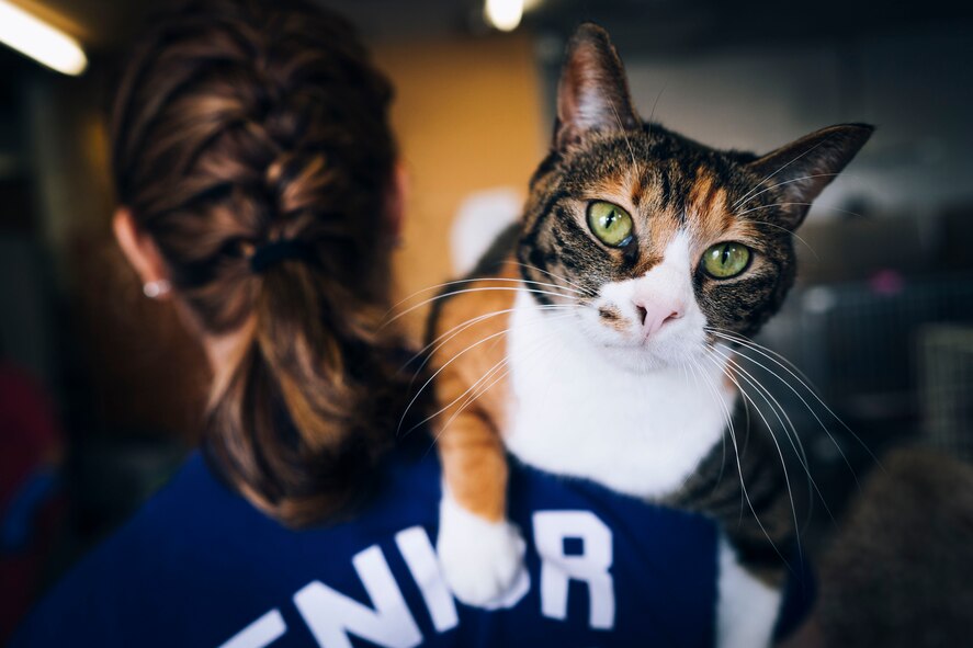 Airman Natalie Gaston, 374th Medical Support Squadron bioenvironmental technician, carries a cat back to its cage at an animal shelter in Akishima, Japan, April 16, 2016. Gatson was one of 20 Airmen who gave their time to help the more than 90 animals at the shelter. (U.S. Air Force photo by Senior Airman Delano Scott/Released)