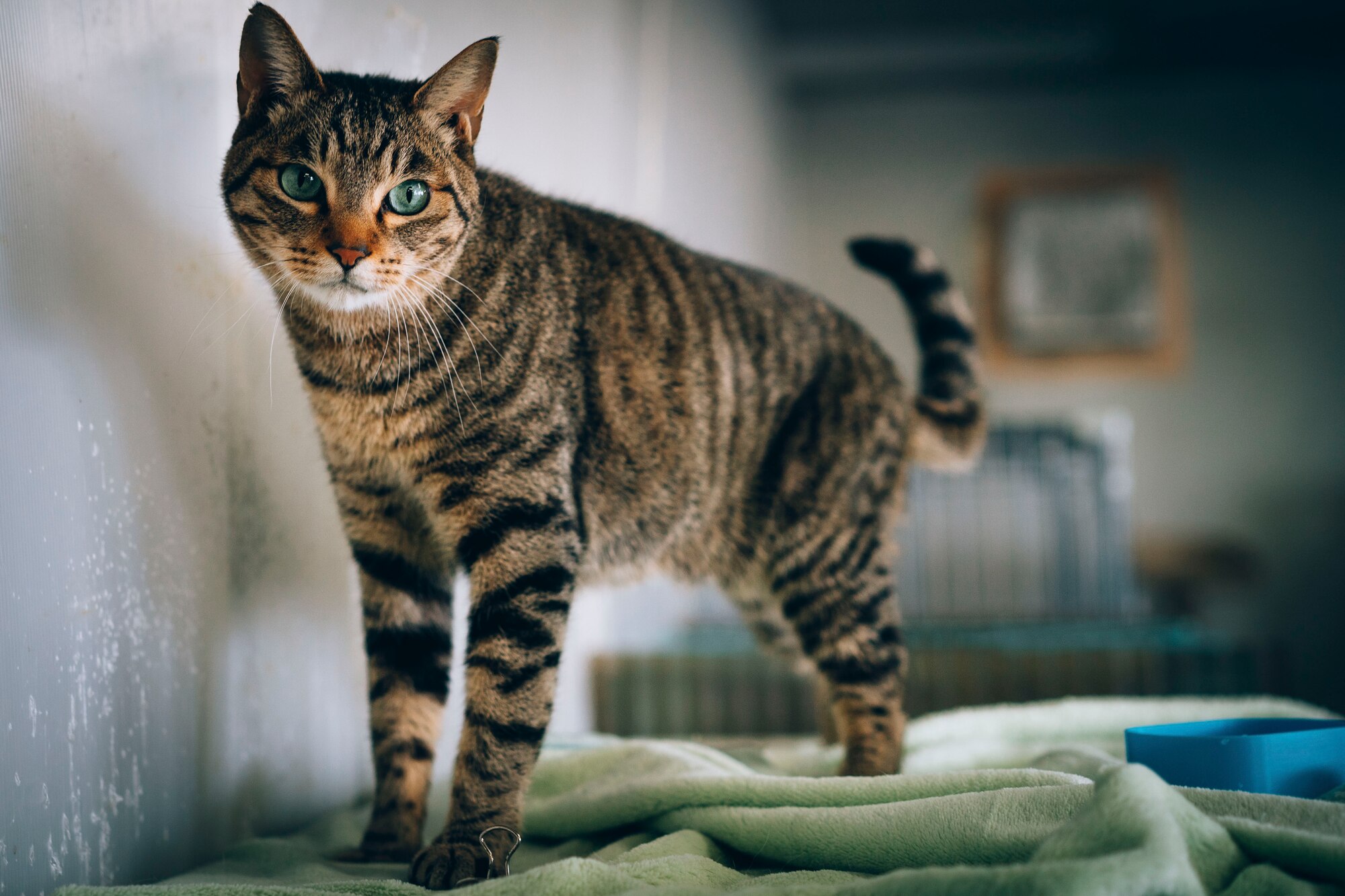 A cat roams as Airmen clean cat cages at an animal shelter in Akishima, Japan, April 16, 2016. Over the course of two days, 20 Airmen volunteered their time in the local community by assisting an animal shelter with cleaning projects, walking dogs and grooming. (U.S. Air Force photo by Senior Airman Delano Scott/Released)