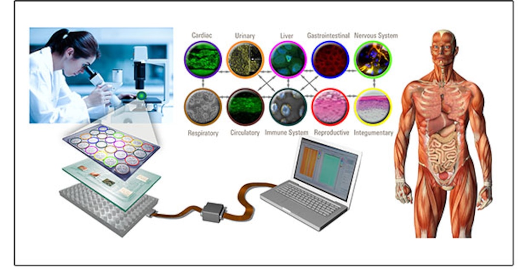 Recent DARPA research has demonstrated the ability to accelerate production of millions of doses of vaccine using novel plant-based methods. But clinical trials for vaccines, drugs or other biologics can’t be initiated without preclinical evidence of their safety in humans. To create a pathway for fielding safe and effective countermeasures, DARPA has launched the Microphysiological Systems program. MPS will develop a platform that uses engineered human tissue to mimic human physiological systems. DARPA graphic