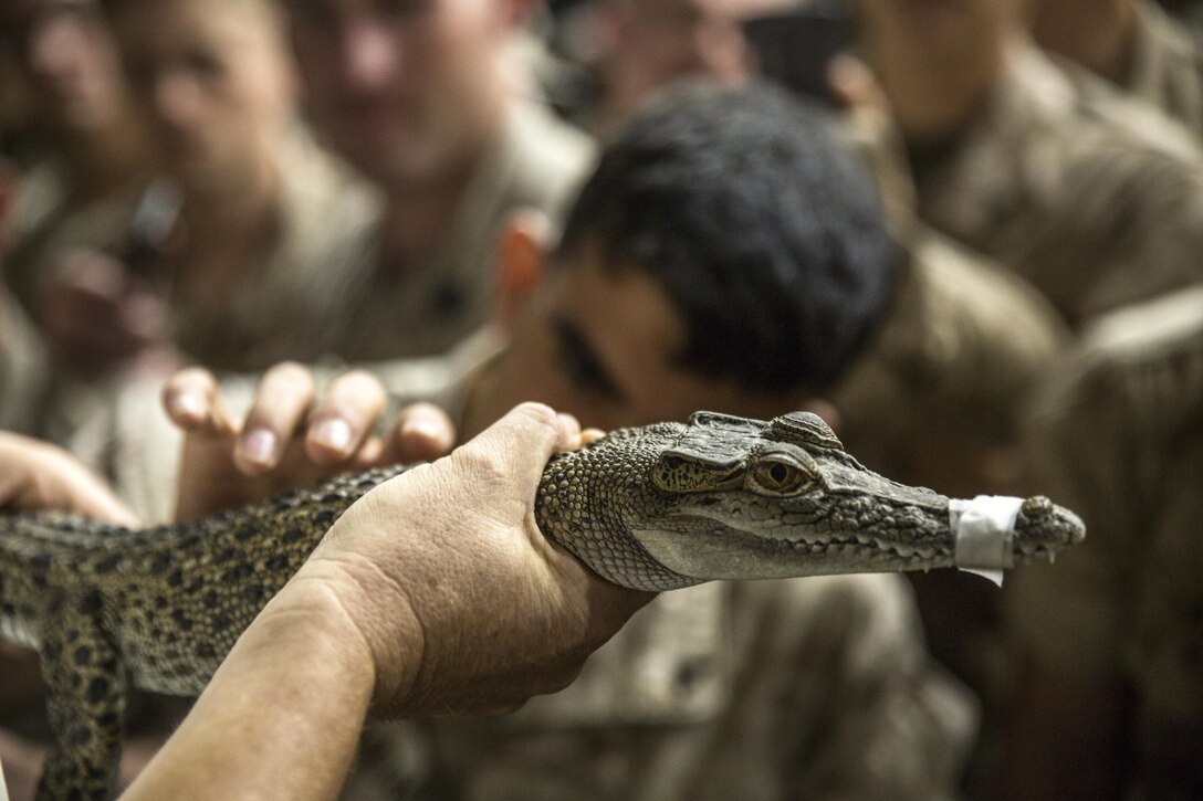 Marines meet a baby crocodile during a briefing to familiarize them with the Australian environment at Robertson Barracks in Darwin, Australia, April 20, 2016. The briefing aims to establish situational awareness for all Marines deployed in Australia. Marine Corps photo by Cpl. Mandaline Hatch