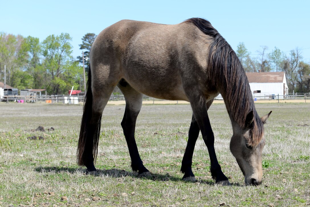 Sunny, a 6-year-old Tennessee walking horse, grazes the pasture at Langley Air Force Base, Va., Feb. 16, 2016. The LSC holds working parties every second Saturday of the month, as well as social parties throughout the year. (U.S. Air Force photo by Airman 1st Class Kaylee Dubois)