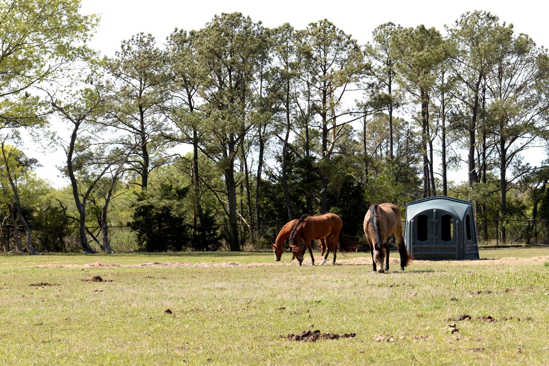 Horses owned by Langley Saddle Club members roam in 15 enclosed acres of land at Langley Air Force Base, Va., April 15, 2016.The LSC, who is responsible for the horses and the up-keep of the farm, welcomes volunteers to join their self-proclaimed tight-knit family.  (U.S. Air Force photo by Airman 1st Class Kaylee Dubois)