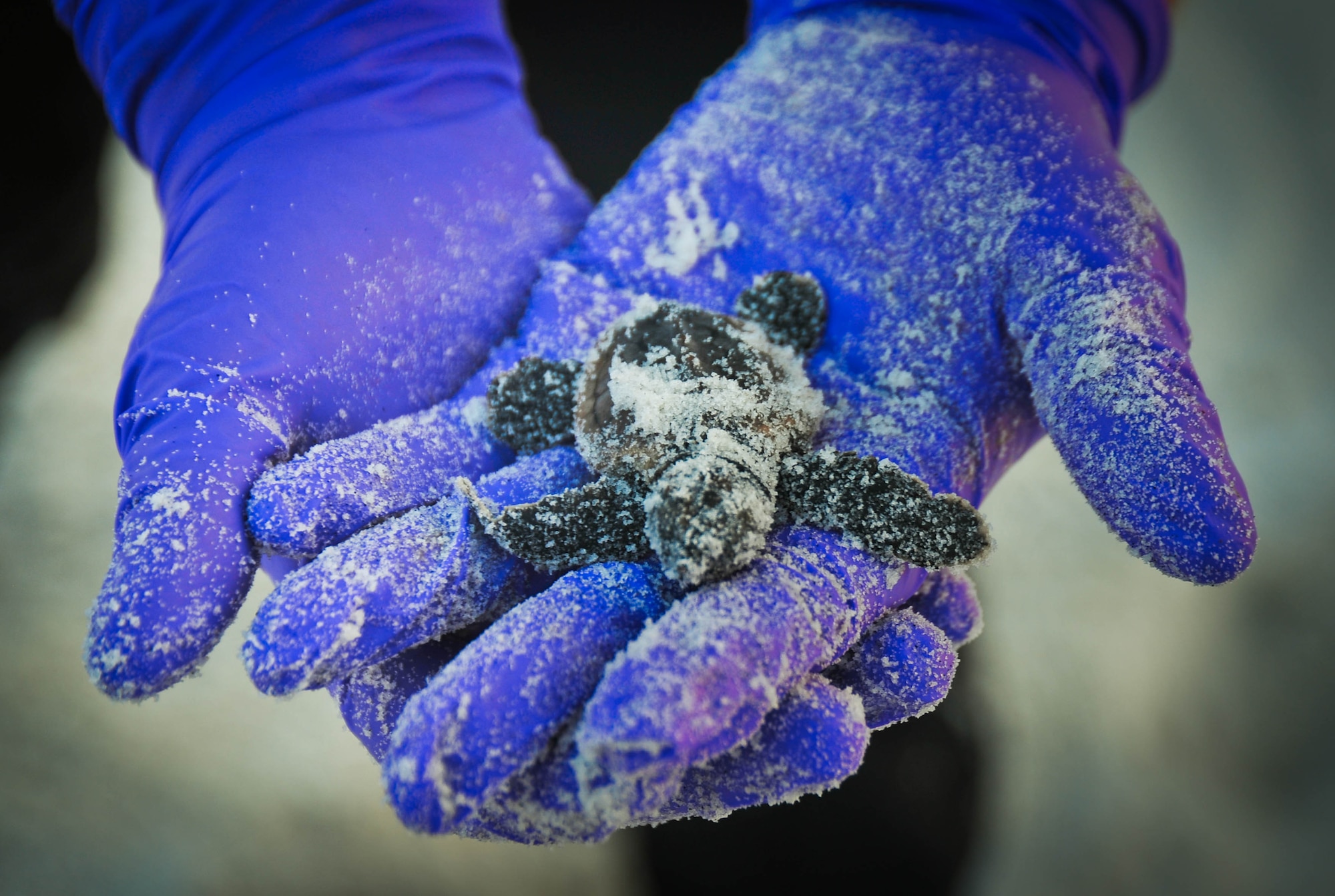 A 325th Civil Engineer Squadron Natural Resources employee holds a baby sea turtle Aug. 5 on the Tyndall beach. The Natural Resources office helps protect these sea turtles during the hatching process to ensure their survival. (U.S. Air Force photo by Airman 1st Class Dustin Mullen/Released)
