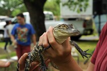 An Alabama 4-H Science School employee grasps a baby North American Alligator during a Maxwell Earth Day event hosted by the base environmental office, April 21, 2016, Maxwell Air Force Base, Ala. Students had the opportunity to get up and personal with North America’s largest reptile, which can grow to more than 11 feet and weigh more than1, 000 pounds. (U.S. Air Force photo/Airman 1st Class Alexa Culbert)