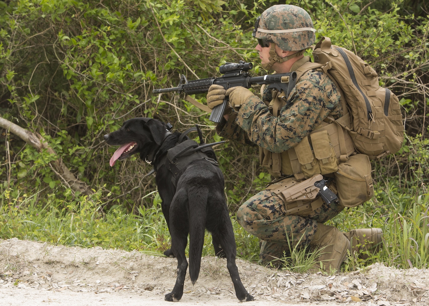 Lance Cpl. Anton Louis Rowe, a military working dog handler with 2nd Law Enforcement Battalion, conducts a perimeter security patrol with his explosive-detection dog Breezy, during the II Marine Expeditionary Force Command Post Exercise 3 at Camp Lejeune, N.C., April 20, 2016. During the CPX, 2nd LEB posted security around the campsite and defended it from mock enemies, ensuring the headquarters element could complete the mission safely. (U.S. Marine Corps photo by Cpl. Michelle Reif/Released)