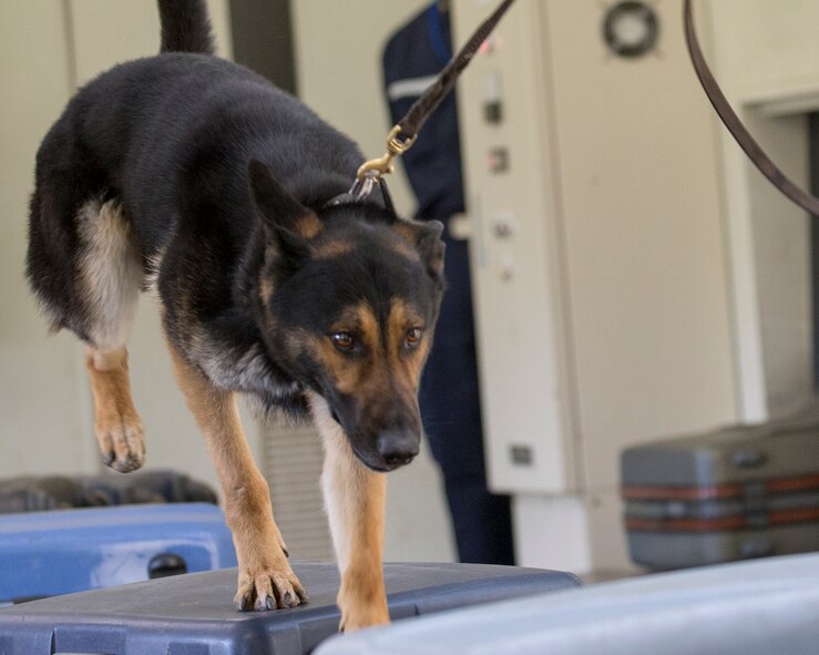 A Tokyo Customs K-9 dog demonstrates narcotics detection skills at Tokyo Customs Canine Training Center, Chiba prefecture, Japan, April 15, 2016. Yokota SFS members visited the training center for first time in history. (U.S. Air Force photo by Yasuo Osakabe/Released)