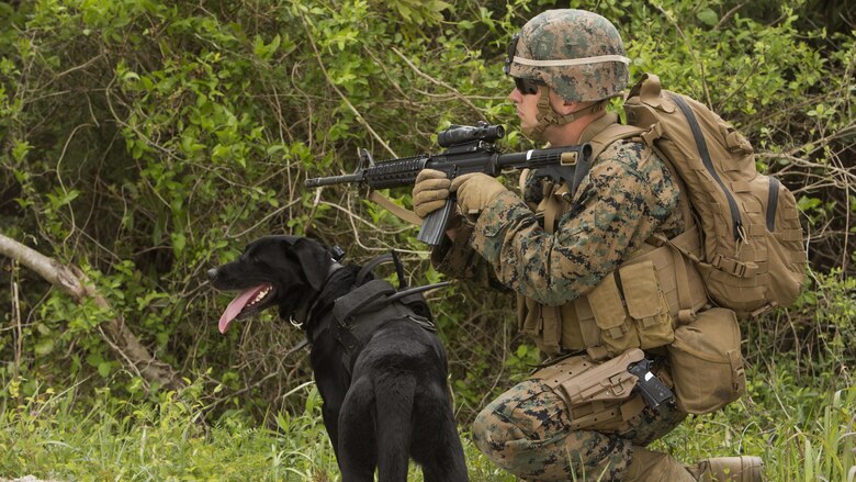 Lance Cpl. Anton Louis Rowe, a military working dog handler with 2nd Law Enforcement Battalion, conducts a perimeter security patrol with his explosive-detection dog Breezy, during the II Marine Expeditionary Force Command Post Exercise 3 at Marine Corps Base Camp Lejeune, North Carolina, April 20, 2016. During the CPX, 2nd LEB posted security around the campsite and defended it from mock enemies, ensuring the headquarters element could complete the mission safely.