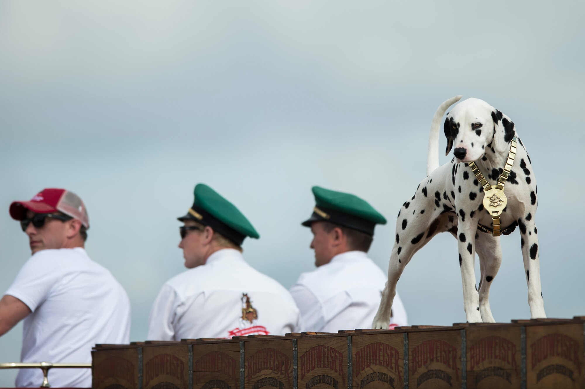 The Budweiser Dalmatian stands on the Clydesdale wagon during the AirPower over Hampton Roads Open House at Langley Air Force Base, Va., April 23, 2016. The open house educated the public on past and present Air Force capabilities; promoted recruiting; and showed appreciation to the local community. (U.S. Air Force photo by Senior Airman Kayla Newman)