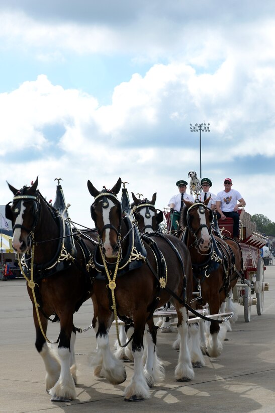 The Budweiser Clydesdales walk across the flight line during the AirPower over Hampton Roads Open House at Langley Air Force Base, Va., April 23, 2016. The open house aimed to educate the public on past and present Air Force aerial capabilities, increase recruiting and show appreciation to the local community. (U.S. Air Force photo by Staff Sgt. Teresa J. Cleveland)
