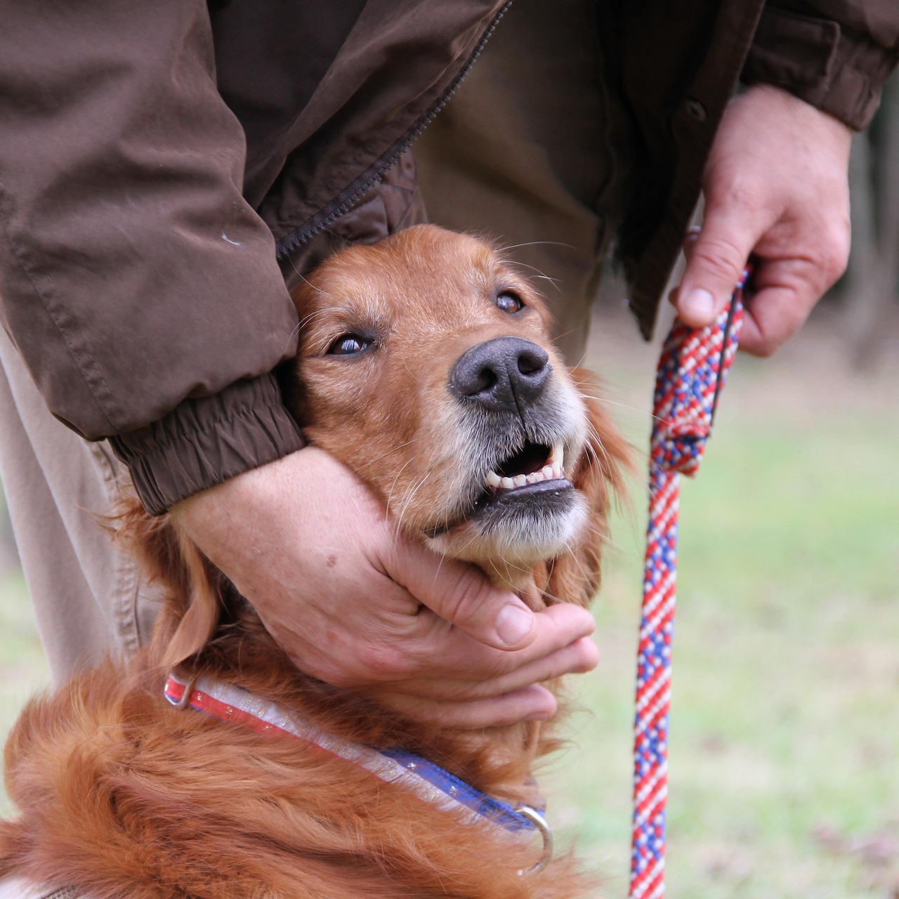 Huff, a golden retriever, gets praise for retrieving his leash and giving it to Rick Yount, executive director of the Warrior Canine Connection, a nonprofit organization in Brookeville, Md., that works with dogs in service training and with service members who have post-traumatic stress disorder or traumatic brain injury while they are undergoing treatment at the National Intrepid Center of Excellence in Bethesda, Md. Military physicians involved in the effort to diagnose and treat those service members updated a Senate panel on their progress, April 20, 2016. DoD photo by Terri Moon Cronk