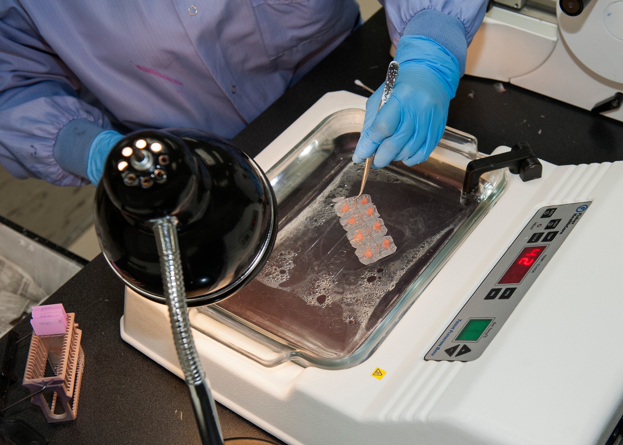Airman 1st Class Emily Bodden, 96th Medical Group histology technician, places a thin ribbon of patient tissue in a water bath March 30 at Eglin Air Force Base, Fla. Bodden places the tissue into the water bath to transfer them onto a microscopic glass slide. The glass slides are studied by pathologists to make the patient’s diagnosis. (U.S. Air Force photo/Ilka Cole)