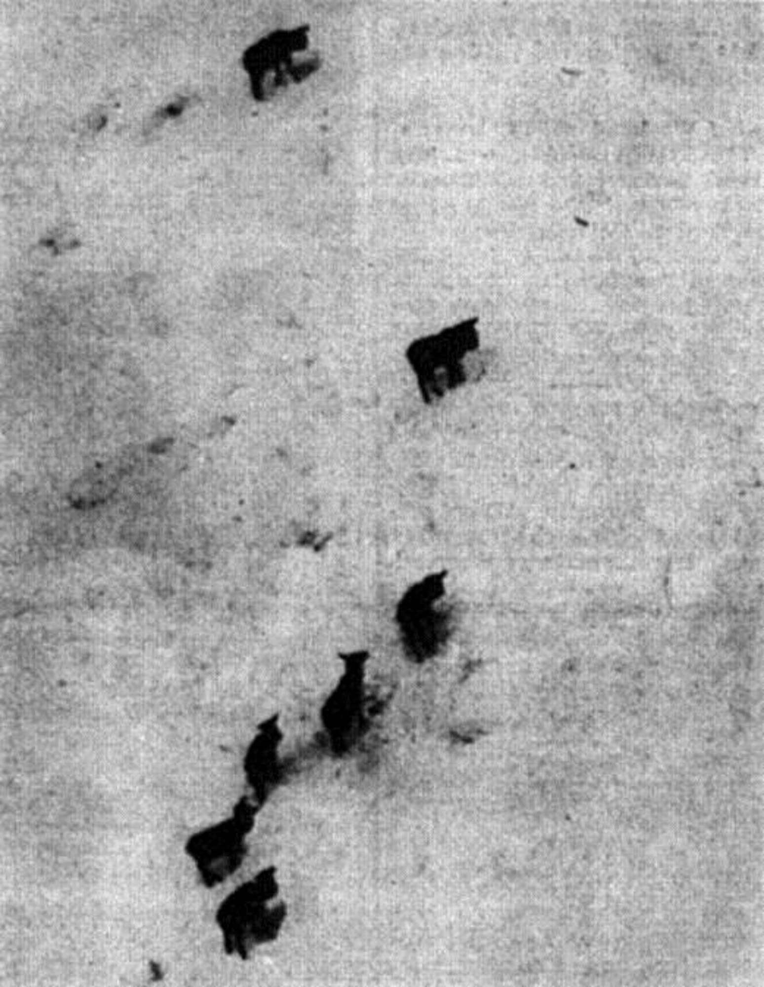 Seven elk at lower left of photo wander through snow drifts unaware of the feed dropping their way.  (Photo by John McKean, courtesy La Grande Observer, via Eastern Oregon University Library)