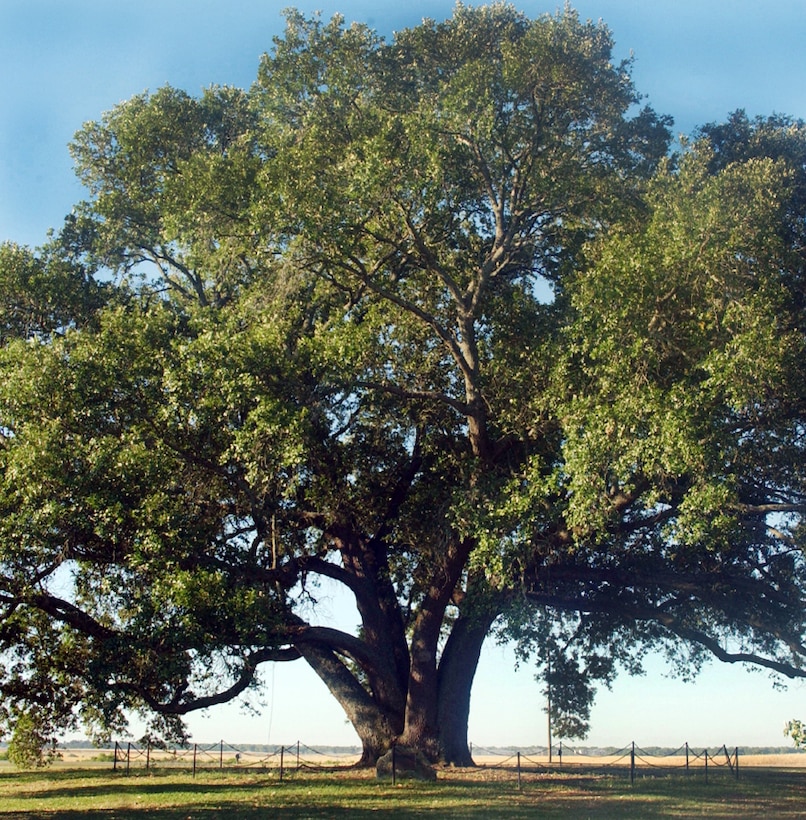 The Southern Live Oak tree, named “Dubber’s Oak” after Col. A. E. Dubber, is a historical landmark which is the center of alignment for the base headquarters building. 
Dubber was the resident officer-in-charge of construction during the time the base was being built and served aboard the installation from February 1951 to July 1955.
