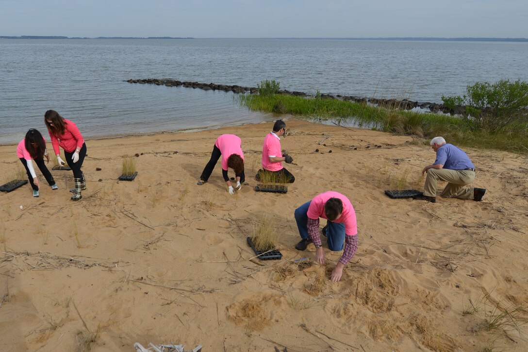 Volunteers plant marsh grass during Earth Week at Fort Eustis, Va., April 19, 2016.  Throughout the week, Joint Base Langley-Eustis volunteers participated in restorative and upkeep efforts to maintain a healthy natural habitat on the installation. (U.S. Air Force photo by Staff Sgt. Natasha Stannard)