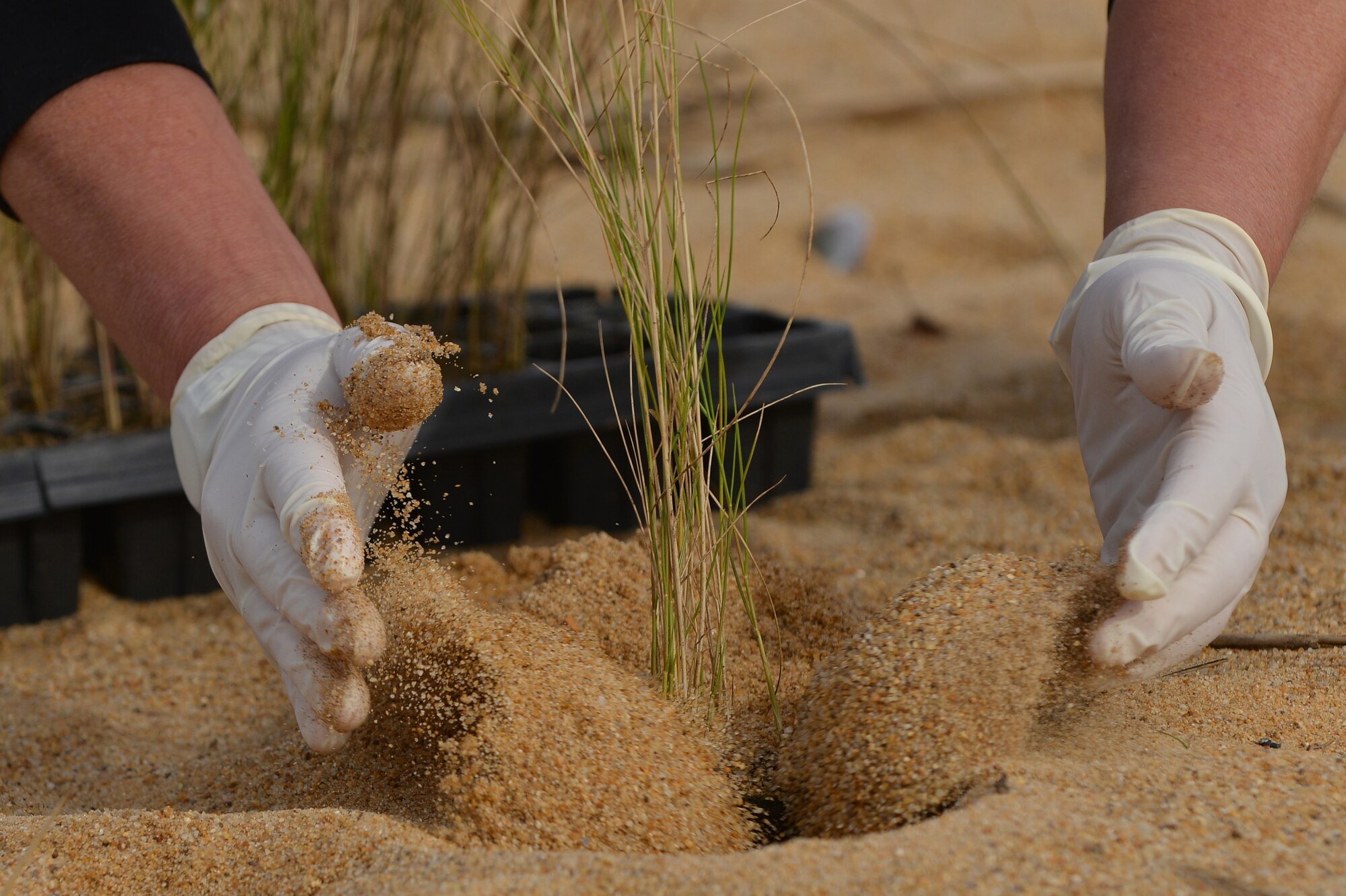 A volunteer plants marsh grass on the shoreline at Fort Eustis, Va., April 19, 2016.  The shoreline planting is one of the Earth Week events hosted by Joint Base Langley-Eustis in an effort to preserve the natural habitats the installation houses. (U.S. Air Force photo by Staff Sgt. Natasha Stannard)