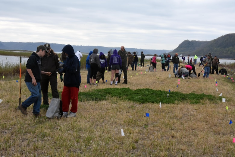Lansing, Iowa - The St. Paul District, along with our partners at the U.S. Fish and Wildlife Service, Friends of Pool 9, and students from Lansing, Iowa middle school and DeSoto, Wis, high school, spent Earth Day 2016 planting 500 red oak seedlings on one of the recently completed islands in Capoli Slough in Pool 9 of the Upper Mississippi River. The group also implemented a trial to determine effectiveness of fertilizer and deer repellant tablets on seedling growth and survival. The different colored flags indicate the different types of treatments the seedlings received. Part of the U.S. Army Corps of Engineers' Upper Mississippi River Restoration Program, the Capoli Slough project is a side channel and island complex located on the Wisconsin side of the Mississippi River navigation channel in Pool 9, about five miles downstream of Lansing, Iowa. The site is in the Upper Mississippi River National Wildlife and Fish Refuge. Many of the natural islands bordering the navigation channel and extending into the backwater have eroded and many are disappearing. Erosion from wave action and main channel flows is reducing the size of the wetland complex, resulting in the loss of aquatic vegetation and the shallow protected habitats important for the survival of many species of fish and wildlife.