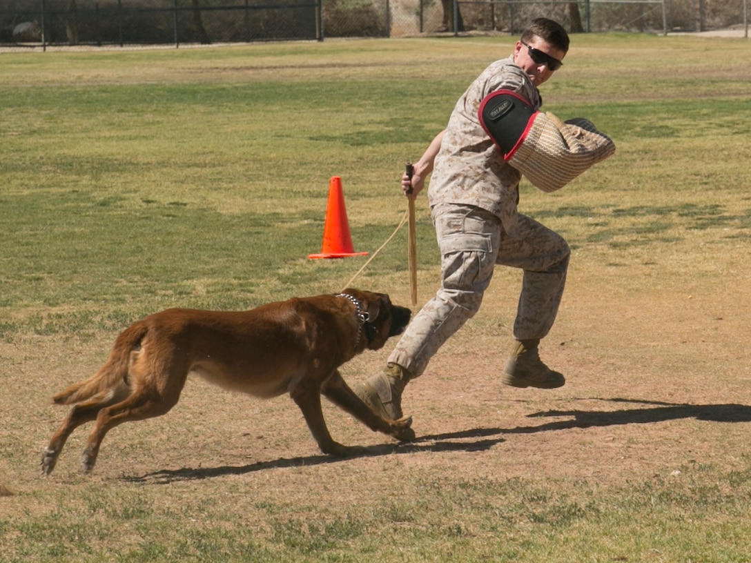 CChaz, military working dog, chases down Sgt. John Scudder, MWD handler, MWD section, PMO, during a canine demonstration as part of Lifestyle, Insights, Networking, Knowledge, and Skills annual Combined Arms Exercise for Kids at Felix Field April 20, 2016. (Official Marine Corps photo by Cpl. Thomas Mudd/Released)