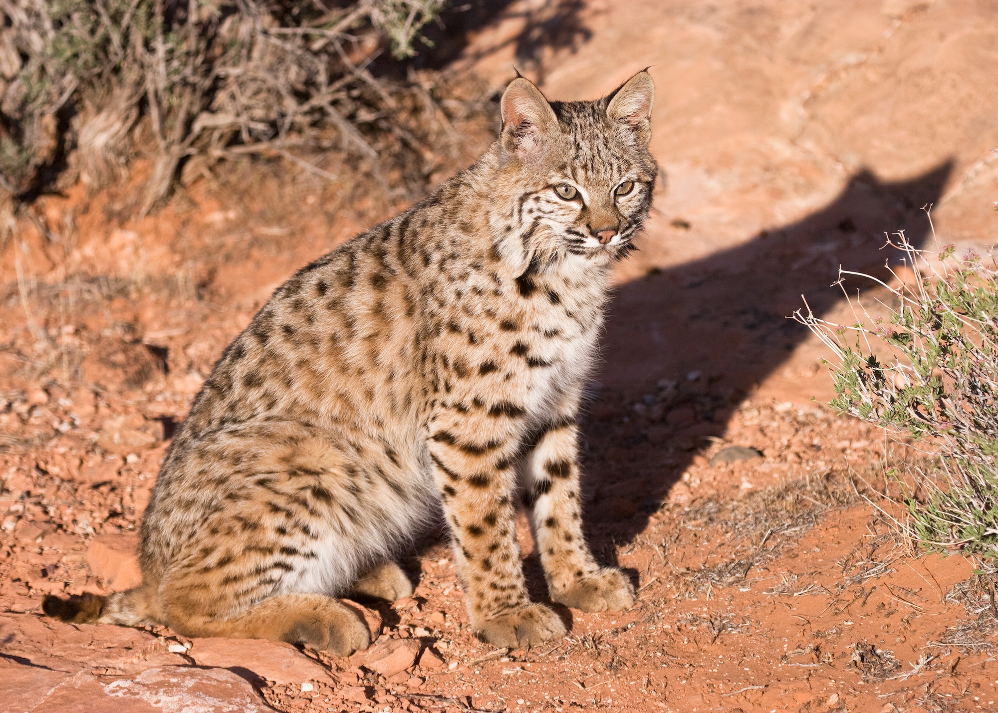 Bobcats, as well as other predators, encroach on base housing when food and water supplies run short. Several small dogs have been attacked by a bobcat in base housing here over the last few weeks. (Courtesy photo)