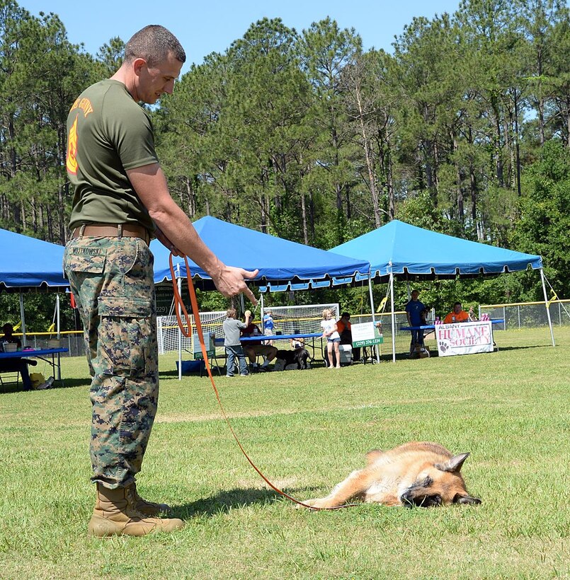 Gina, a German shepherd, won first place in the best trick competition by pretending to play dead after her owner, Gunnery Sgt. Casey Wojkowski, logistics chief, Logistics Support Division, Marine Corps Logistics Base Albany, simulated shooting her with his fingers during the third annual Paws at the Park event at MCLB Albany’s Crouch Field, April 23.