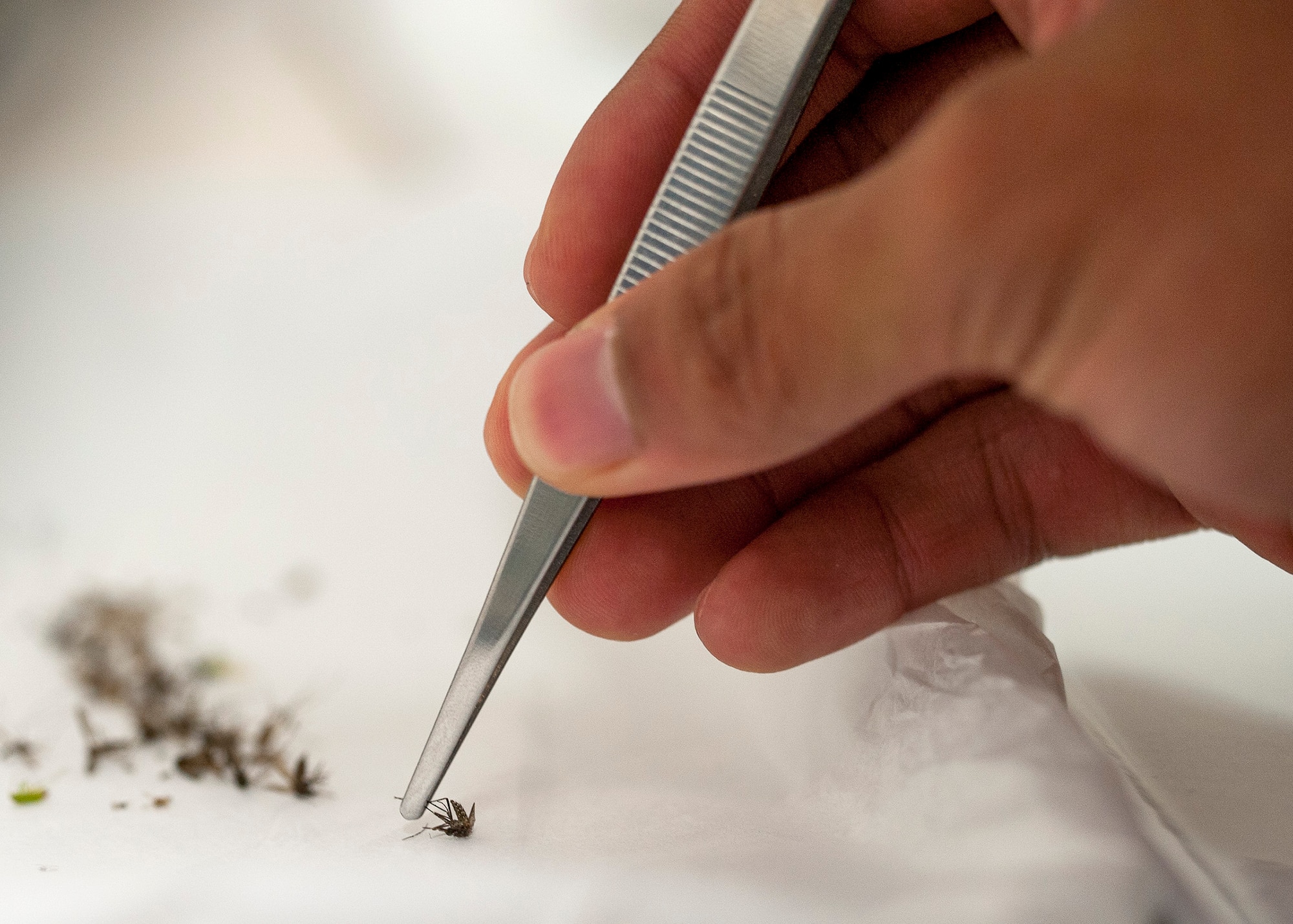 Airman 1st Class Stephen Nicer, 96th Aerospace Medicine Squadron public health technician, sifts through previously trapped frozen insects July 20 at Eglin Air Force Base, Fla. Nicer sorts the insects for female mosquitoes. The female mosquito bites humans and mammals because they require a blood meal to reproduce. The mosquito specimens are then packaged, labeled and shipped to Wright Patterson Air Force Base in Ohio, where they are studied and tested for viruses. (U.S. Air Force photo/Ilka Cole)