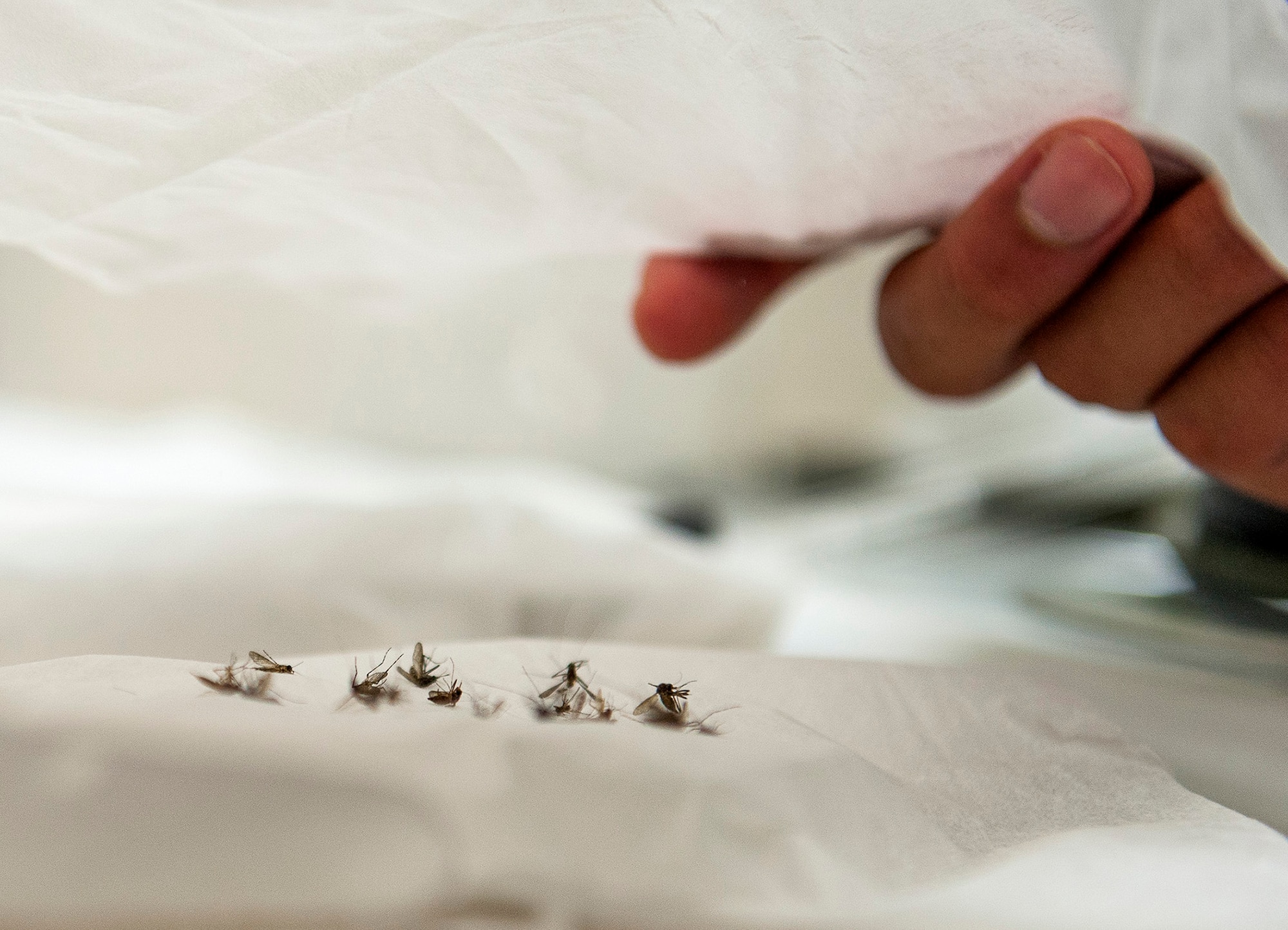 Airman 1st Class Stephen Nicer, 96th Aerospace Medicine Squadron public health technician, places a tissue to cover the mosquito specimens in a petri dish July 20 at Eglin Air Force Base, Fla.  Mosquitoes are trapped weekly to establish baseline mosquito catch counts for several base locations. This helps the 96th Civil Engineer Group’s Pest Management Division determine the effectiveness of their mosquito control methods. The mosquito specimens are also packaged, labeled and shipped to Wright Patterson Air Force Base in Ohio, where they are studied and tested for viruses. (U.S. Air Force photo/Ilka Cole)