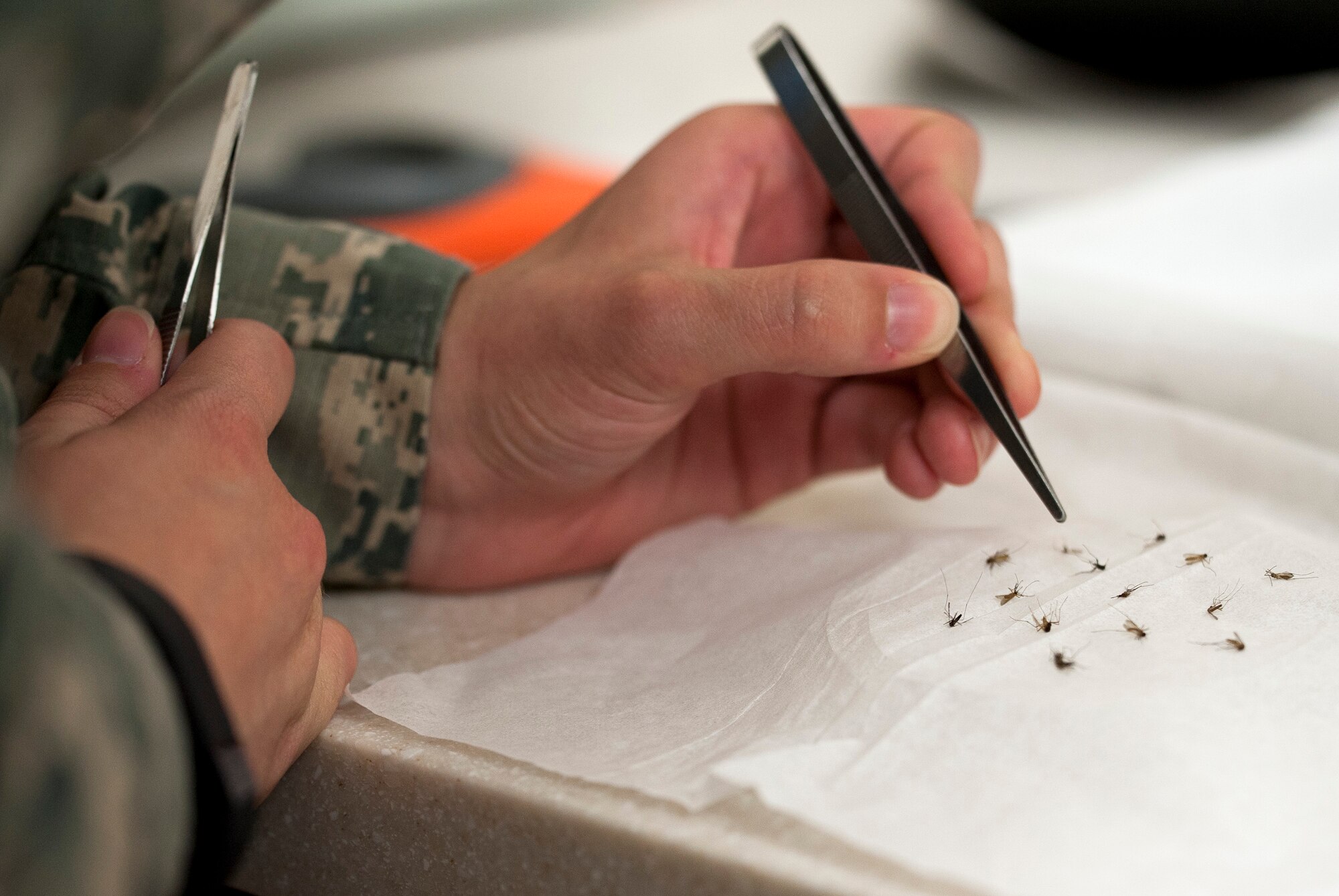 Airman Kristina Dugan, 96th Aerospace Medicine Squadron public health technician, counts and logs mosquitoes July 20 at Eglin Air Force Base, Fla. The information gathered from catching mosquitoes establishes baseline catch counts for several base locations. This helps the 96th Civil Engineer Group’s Pest Management Division determine the effectiveness of their mosquito control methods. The information is also shared with local and state health authorities. (U.S. Air Force photo/Ilka Cole)