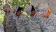 The chaplain candidates return from a 2.8 mile ruck march at Robins Air Force Base, Georgia, July 25, 2016. During the last week of the Air Force Reserve Command Chaplain Candidate Intensive Interview program, the candidates were immersed in fast-paced mobility training conducted by active-duty instructors from the 5th CBCSS. This mobility training, typically a two-week process, was condensed and compacted to fit into the two-day window the candidates had available. 