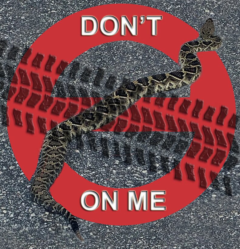Eastern diamondback rattlesnakes are among 12 types of snakes that live aboard Marine Corps Logistics Base Albany.