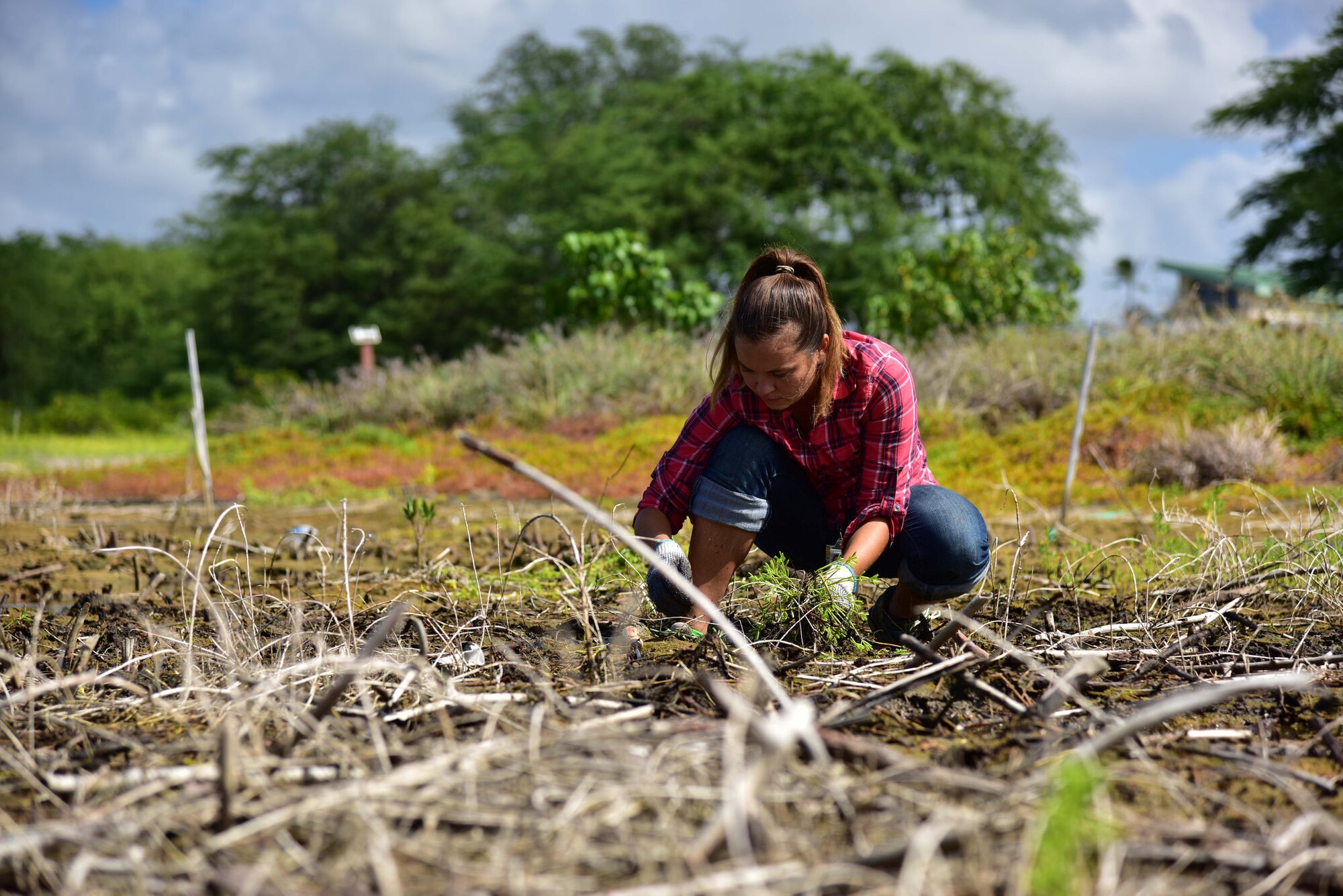 Corrina Carnes, Student Conservation Association project lead, removes pickleweed from a puddle during the Ahua Reef cleanup event, held July 29 on Joint Base Pearl Harbor-Hickam. The event, which was hosted by Naval Facilities Engineering Command Hawaii, educated volunteers about the diverse ecosystem and the endangered species which reside on Hickam's beach area. (U.S. Air Force photo by Staff Sgt. Christopher Stoltz)