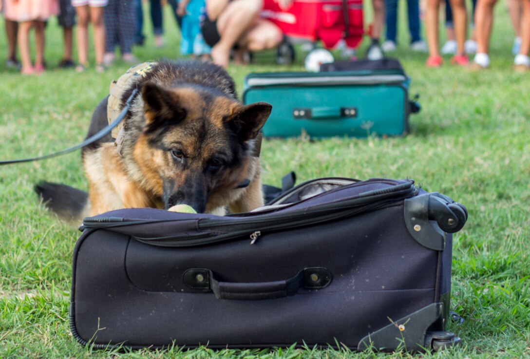 Nick, a military working dog, searches through bags and finds the contraband while participating in a military working dog demonstration during the National Night Out event at Fort Meade, Md., Aug., 2, 2016. DoD photo by Wally Reeves