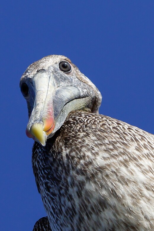 "Looking at You" by Donald Nead, a Range Safety Officer at Fort Hunter Liggett, received top honors in the "Go Wild" Digital Photography Contest hosted by U.S. Army Reserve Sustainability Programs. The curious pelican was perched on a light post at Moro Bay, California.