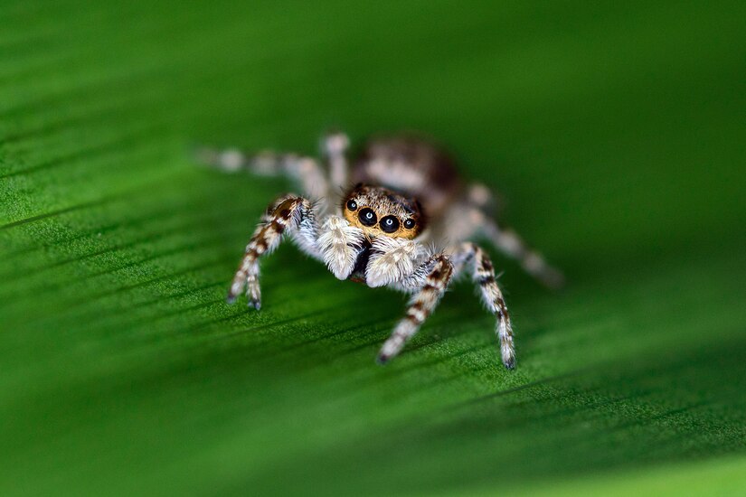 A jumping spider in Puerto Rico inspired Eneilis Mulero to capture "Little Wonders," a winner in the "Go Wild" Digital Photography Contest, hosted by U.S. Army Reserve Sustainability Programs. Mulero is a Civilian volunteer with Fort Buchanan's Natural Resources Program.