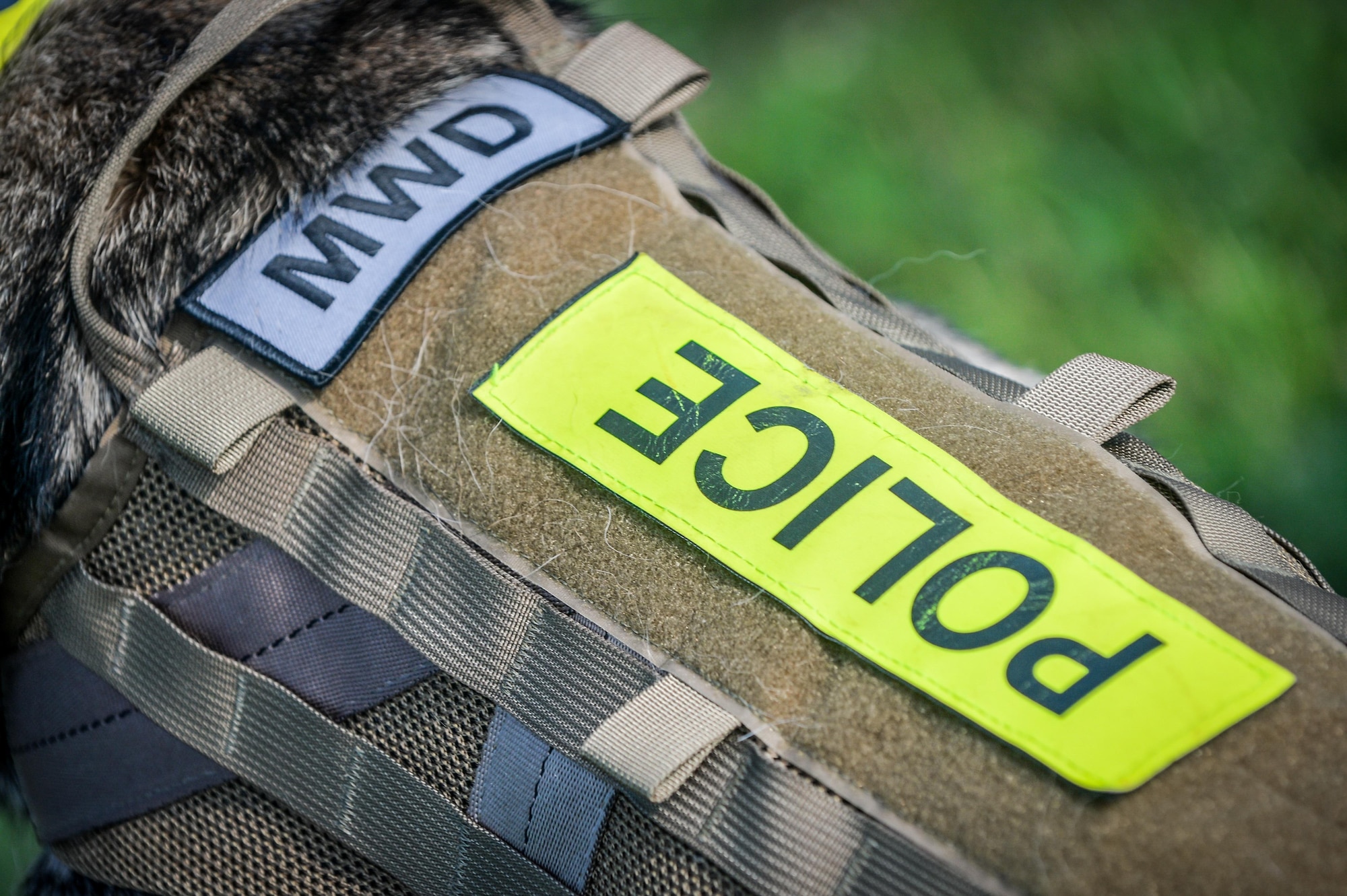 Aura, 2nd Security Forces Squadron military working dog, rests after completing an explosives/narcotic detection training at Barksdale Air Force Base, La., July 19, 2016. Barksdale’s MWDs are trained in patrol certification, narcotics and explosives detection. In addition to patrolling the base, they also provide support to all four branches of the military, local law enforcement and federal agencies. (U.S. Air Force photo/Senior Airman Mozer O. Da Cunha)